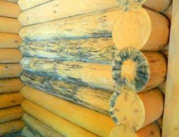 Как защитить стены из древесины от грибка